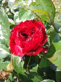 Rose ORIの開花
