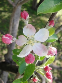 かわいいリンゴの花