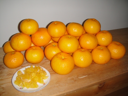 mikan-007.JPG