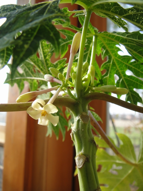 papaya-005.JPG