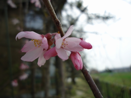 sakura-012.JPG