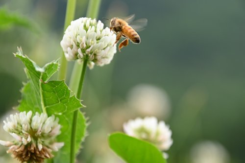 2025.06.03_bee1.jpg