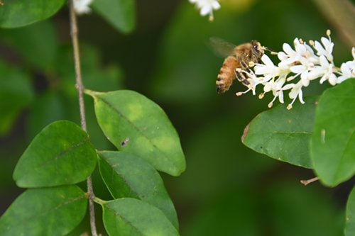 2025.06.03_bee3.jpg