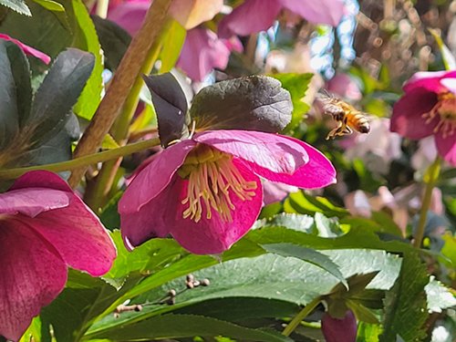 2025.06.03_bee4.jpg
