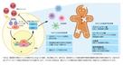 加齢性疾患の予防・進行抑制に向け、予防医学の新たな可能性FPP(パパイヤ発酵食品)によるNrf2の活性化について発表