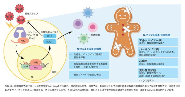 加齢性疾患の予防・進行抑制に向け、予防医学の新たな可能性FPP(パパイヤ発酵食品)によるNrf2の活性化について発表