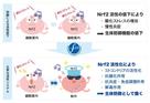 FPP、Nrf2活性化を促す『核内Nrf2量増加剤』として日本国特許を取得～ 慢性炎症や加齢関連疾患予防に向けて ～