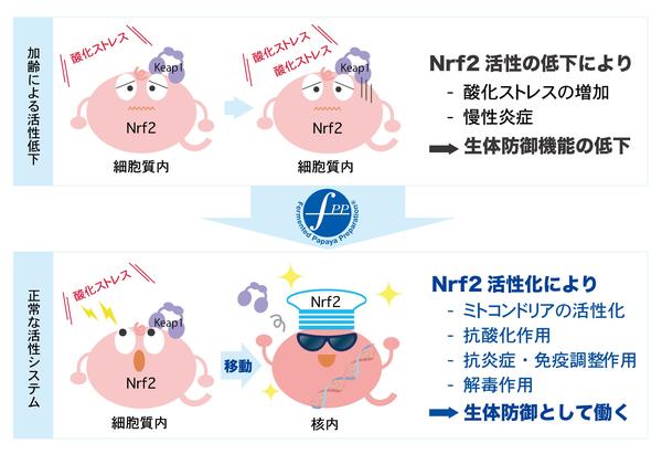 FPP、Nrf2活性化を促す『核内Nrf2量増加剤』として日本国特許を取得~ 慢性炎症や加齢関連疾患予防に向けて ~
