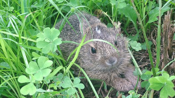 2024.07.03_budou_rabbit1.jpg