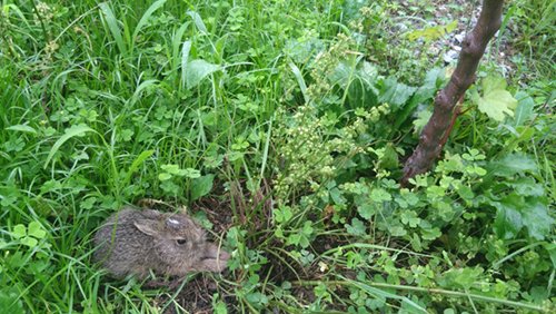 2024.07.03_budou_rabbit3.jpg