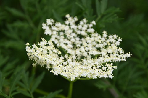 2025.05.26_budou4.jpg