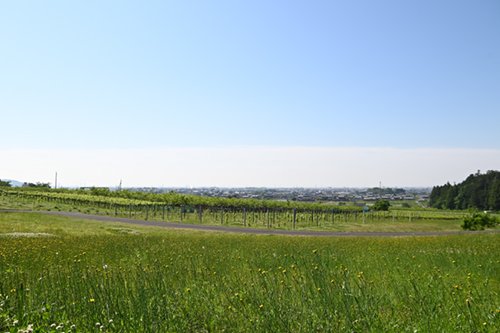 2025.05.26_budou6.jpg