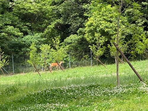 2025.05.28_budou2.jpg