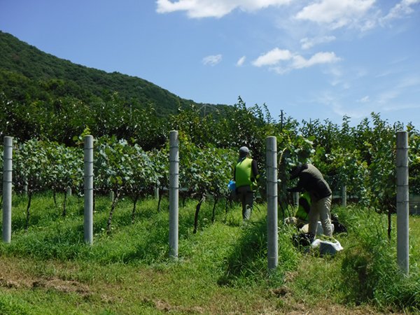 2025.09.03_budou1.jpg
