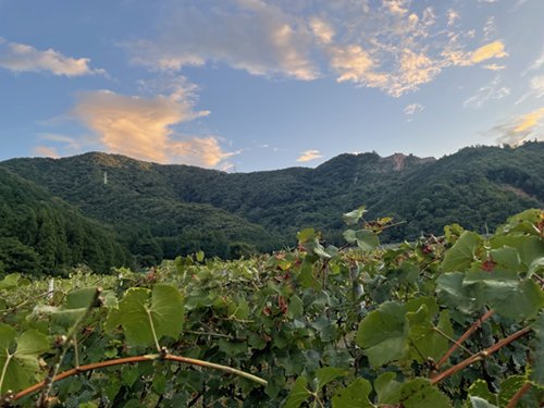 2025.09.03_budou6.jpg