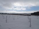 Winter has come. ORI Winery 2025